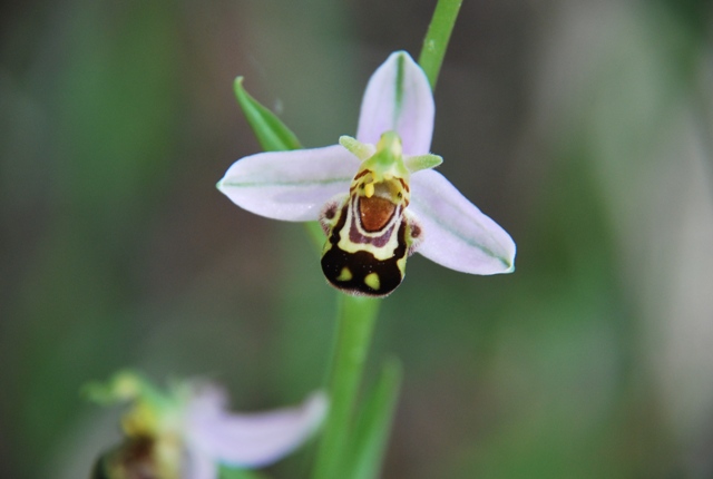 Ophrys apifera